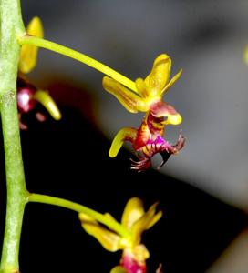 Phalaenopsis difformis