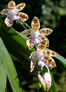 Phalaenopsis mariae