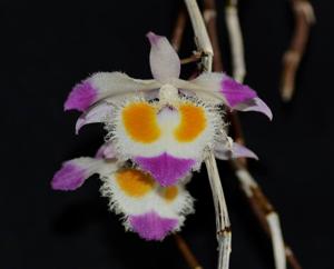 Dendrobium devonianum