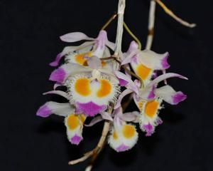 Dendrobium devonianum