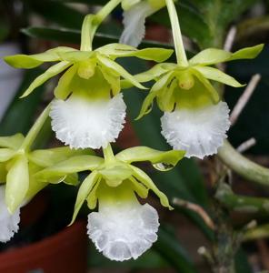 Vanda vietnamica