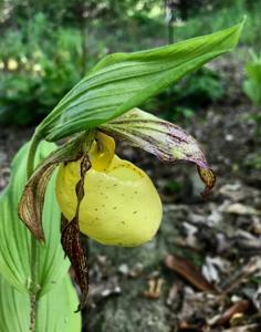 Cypripedium kentuckiense