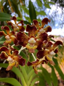 Vanda merrillii