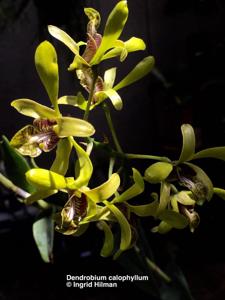 Dendrobium calophyllum