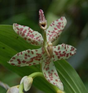 Cycnoches pentadactylon