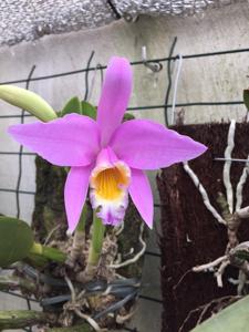 Cattleya jongheana