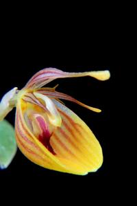 Restrepia nittiorhyncha