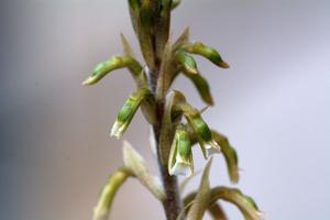 Cyclopogon elegans