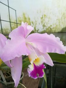 Cattleya gaskelliana