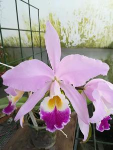 Cattleya gaskelliana