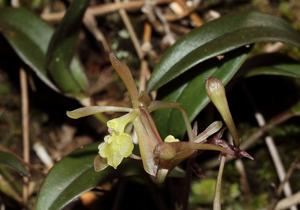 Epidendrum conopseum