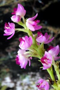 Polystachya perrieri