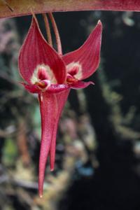 Pleurothallis ruberrima