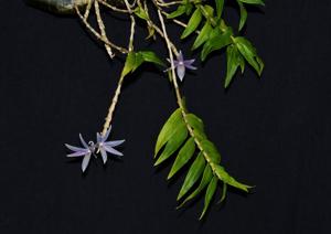 Dendrobium ceraula