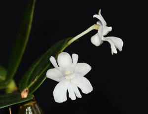 Dendrobium aberrans