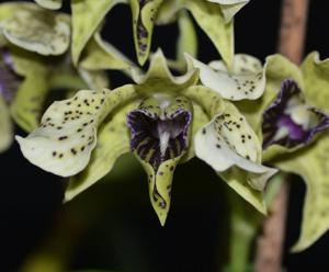 Dendrobium atroviolaceum