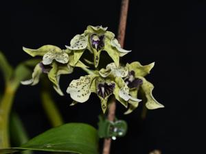 Dendrobium atroviolaceum