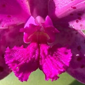 Cattleya amethystoglossa