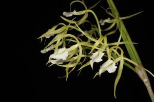 Brassavola subulifolia