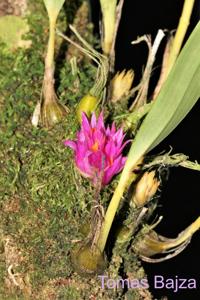 Dendrobium petiolatum