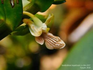 Dendrobium hepaticum