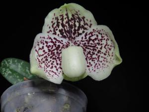 Paphiopedilum leucochilum