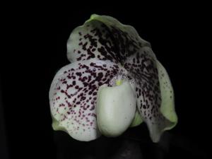 Paphiopedilum leucochilum