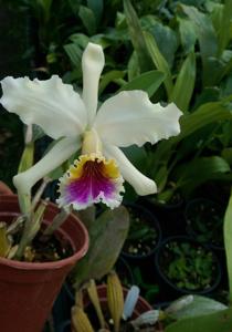 Cattleya rex