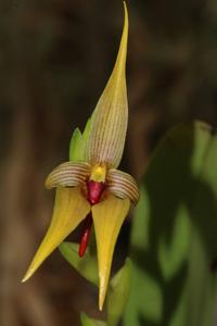 Bulbophyllum amplebracteatum subsp. orthoglossum