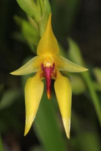 Bulbophyllum amplebracteatum subsp. amplebracteatum