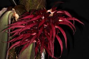 Bulbophyllum fletcherianum