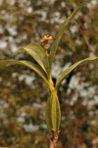 Callostylis rigida
