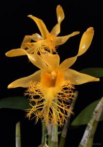 Dendrobium brymerianum