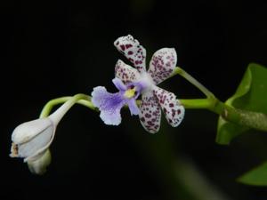 Epidendrum schumannianum