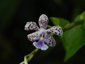 Epidendrum schumannianum