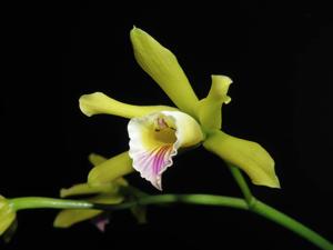 Cattleya xanthina