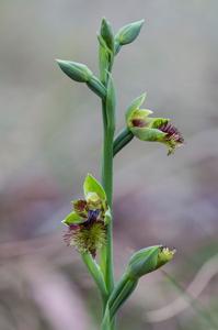 Calochilus herbaceus