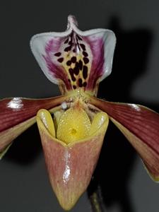 Paphiopedilum gratrixianum