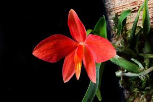 Cattleya mantiqueirae