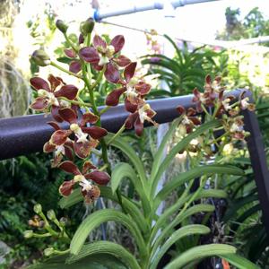 Vanda roeblingiana