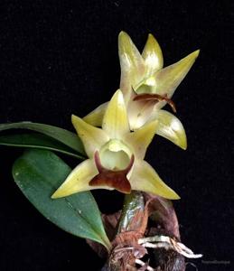 Dendrobium nakaharae