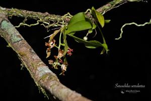 Sarcochilus serrulatus