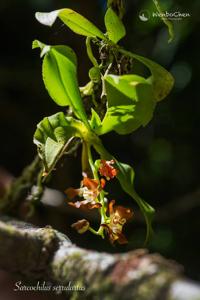 Sarcochilus serrulatus