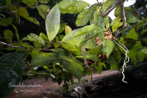 Sarcochilus serrulatus