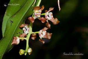 Sarcochilus serrulatus