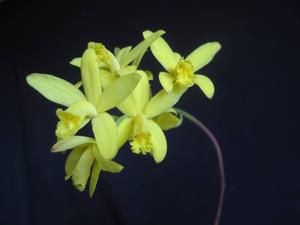 Cattleya crispata