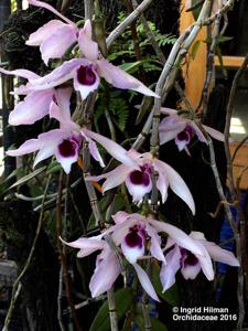 Dendrobium anosmum