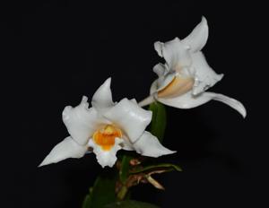 Dendrobium kontumense