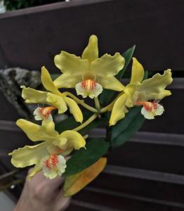 Dendrobium lowii