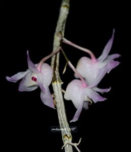 Dendrobium aduncum